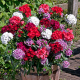 mix colors Cosmos seeds