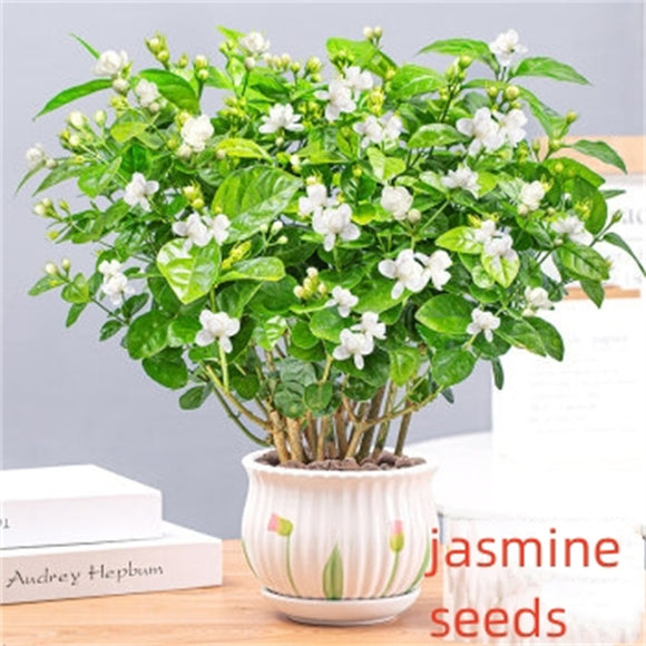 Jasmine Seeds