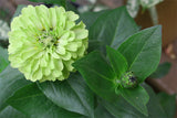 Zinnia Seeds