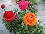 Ranunculus Seeds
