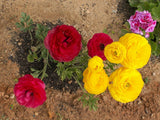Ranunculus Seeds
