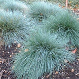 Blue Fescue Grass seeds