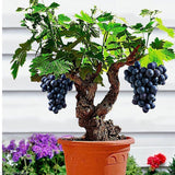 Bonsai Grape Seeds