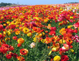 Ranunculus Seeds