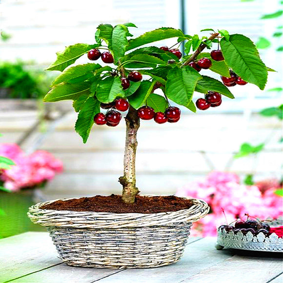Bonsai Cherry Fruit Seeds
