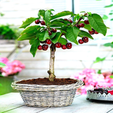 Bonsai Cherry Fruit Seeds