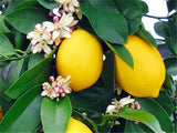 Bonsai lemon tree seeds