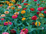 Zinnia Seeds