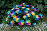 Rainbow Chrysanthemum Seeds