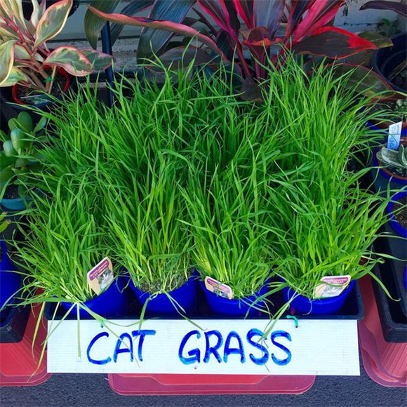 Cat grass seeds