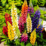 Lu Binghua (Lupin) seeds