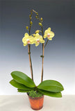 Phalaenopsis orchids seeds