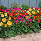 Gerbera Seeds