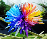 Rainbow Chrysanthemum Seeds