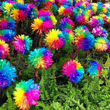 Rainbow Chrysanthemum Seeds