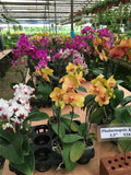 Phalaenopsis orchids seeds