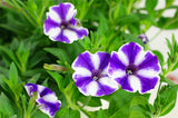 petunia (morning glory)seeds