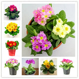 primrose primula  seeds