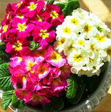 primrose primula  seeds