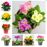 primrose primula  seeds