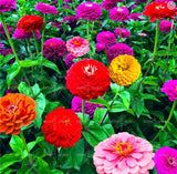 Zinnia Seeds