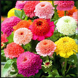 Zinnia Seeds