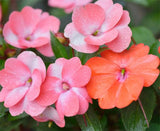 Impatiens Seeds