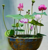 Bowl Lotus Seeds