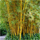 Bamboo Seeds