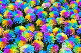 Rainbow Chrysanthemum Seeds