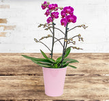 Phalaenopsis orchids seeds