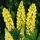 Lu Binghua (Lupin) seeds