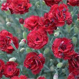 mix colors Cosmos seeds