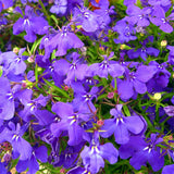 Lobelia seeds