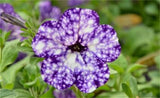 petunia (morning glory)seeds