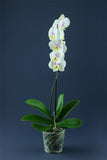 Phalaenopsis orchids seeds