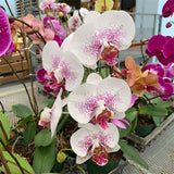 Phalaenopsis orchids seeds