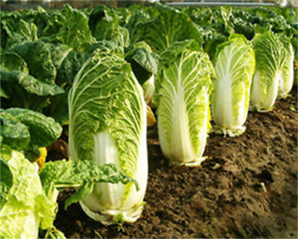 Chinese Cabbage seeds
