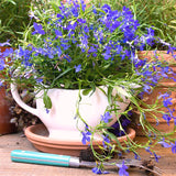 Lobelia seeds