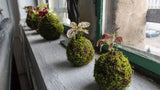 Kokedama Moss Ball Planter
