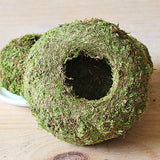 Kokedama Moss Ball Planter