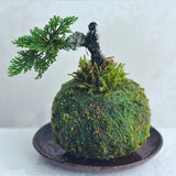 Kokedama Moss Ball Planter