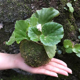 Kokedama Moss Ball Planter