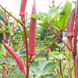 Red Okra seeds