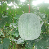 winter melon seeds