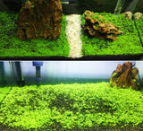 Aquarium water grass seeds