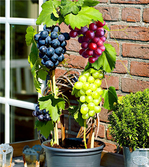 bonsai grape tree Bonsai Grape Seeds – Greats Garden