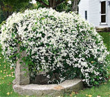 clematis seeds 200pcs flower seeds for home garden plant