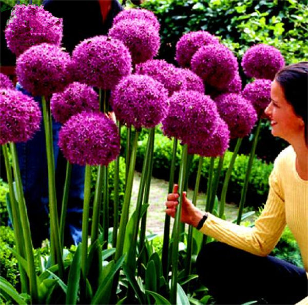 planting giant allium seeds Giant Allium Seeds – Greats Garden