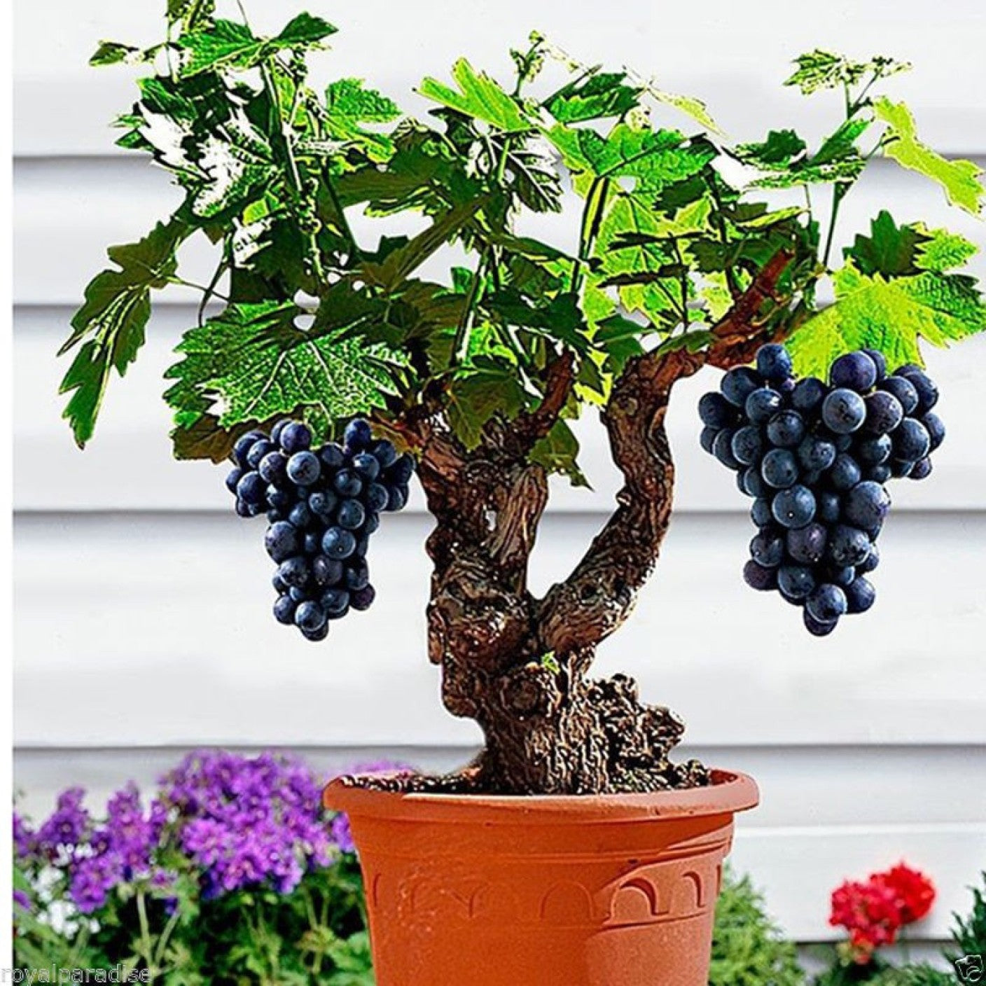 grapes bonsai tree Bonsai Grape Seeds – Greats Garden